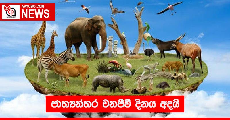 ජාත්‍යන්තර වනජීවී දිනය අදයි