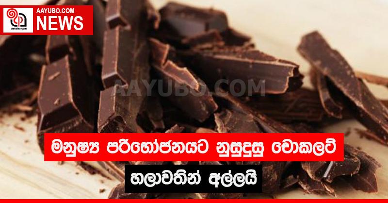 මනුෂ්‍ය පරිභෝජනයට නුසුදුසු චොකලට් හලාවතින් අල්ලයි