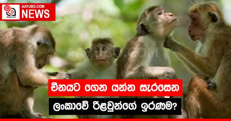 චීනයට ගෙන යන්න සැරසෙන ලංකාවේ රිළවුන්ගේ ඉරණම?