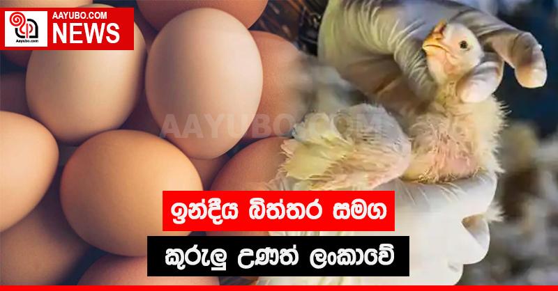 ඉන්දීය බිත්තර සමග කුරුලු උණත් ලංකාවේ