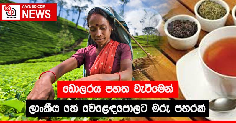 ඩොලරය පහත වැටීමෙන් ලාංකීය තේ වෙළෙඳපොලට මරු පහරක්