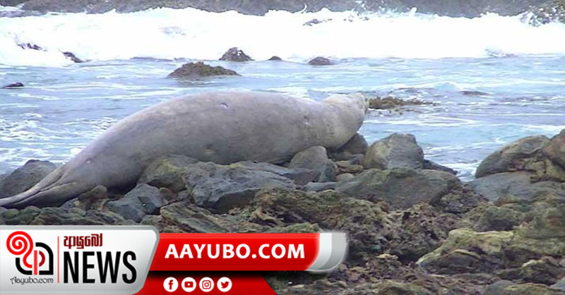 සීල් මත්ස්‍යා ආසන්නයට යාම භයානකයි!