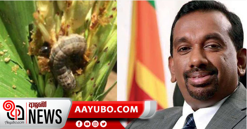 රුවන්ඩා විශේෂඥයින් සේනා දළඹු මර්දනයට කිසිදු රසායනිකයක් ලබා දී නැහැ
