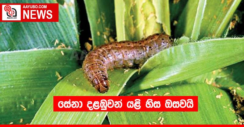 සේනා දළඹුවන් යළි හිස ඔසවයි