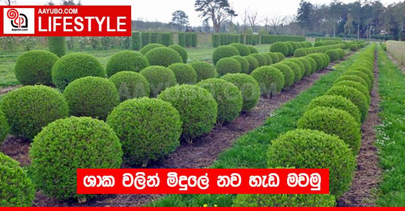 ශාක වලින් මිදුලේ නව හැඩ මවමු 