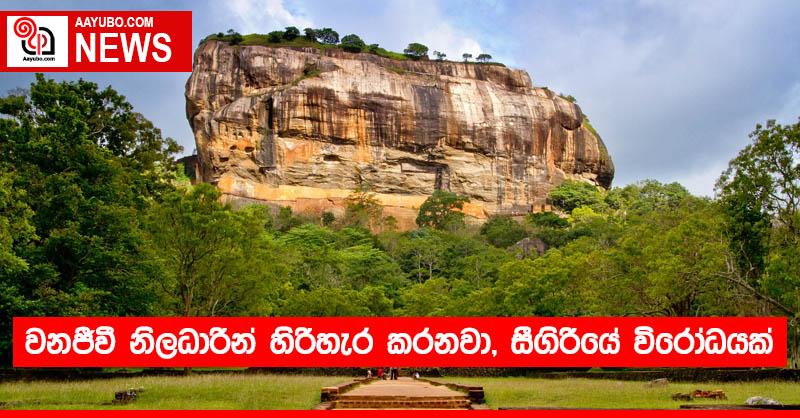 වනජීවී නිලධාරීන් හිරිහැර කරනවා, සීගිරියේ විරෝධයක්