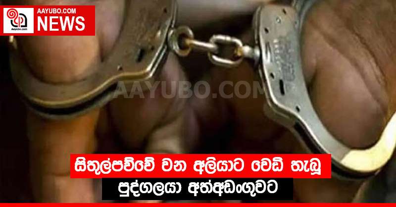 සිතුල්පව්වේ වන අලියාට වෙඩි තැබූ පුද්ගලයා අත්අඩංගුවට