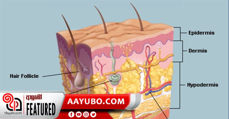 8 ශ්‍රේණිය විද්‍යාව : මානව සම 