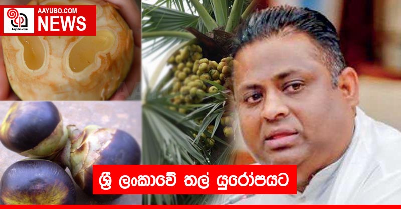 ශ්‍රී ලංකාවේ තල් යුරෝපයට