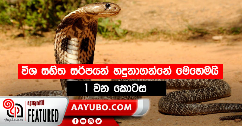විශ සහිත සර්පයන් හදුනාගන්නේ මෙහෙමයි - 1