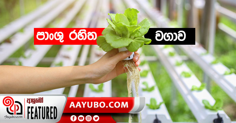 ගෙවතු වගා පහසු කරන පස් රහිත වගාව