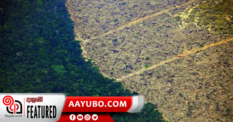 යුරෝපය සෝයා වැඩිපුර කනකොට අඩුවෙන ඇමසන් වනාන්තරය