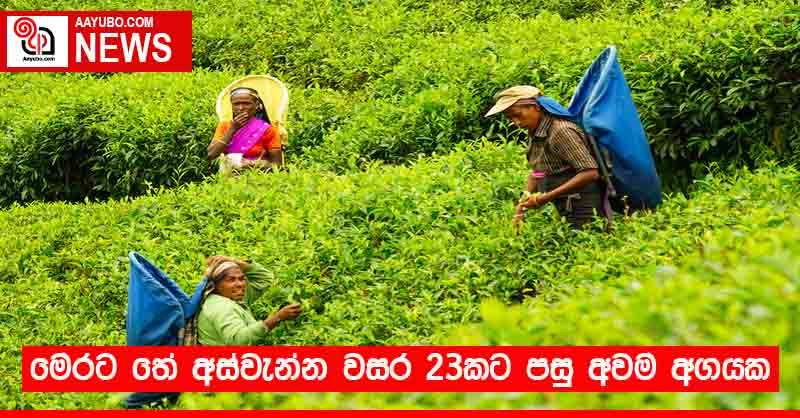 මෙරට තේ අස්වැන්න වසර 23කට පසු අවම අගයක
