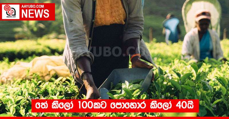 තේ කිලෝ 100කට පොහොර කිලෝ 40යි