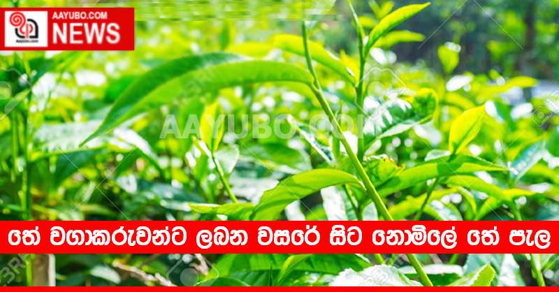 තේ වගාකරුවන්ට ලබන වසරේ සිට නොමිලේ තේ පැල