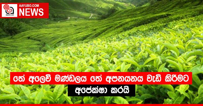 තේ අලෙවි මණ්ඩලය තේ අපනයනය වැඩි කිරීමට අපේක්ෂා කරයි