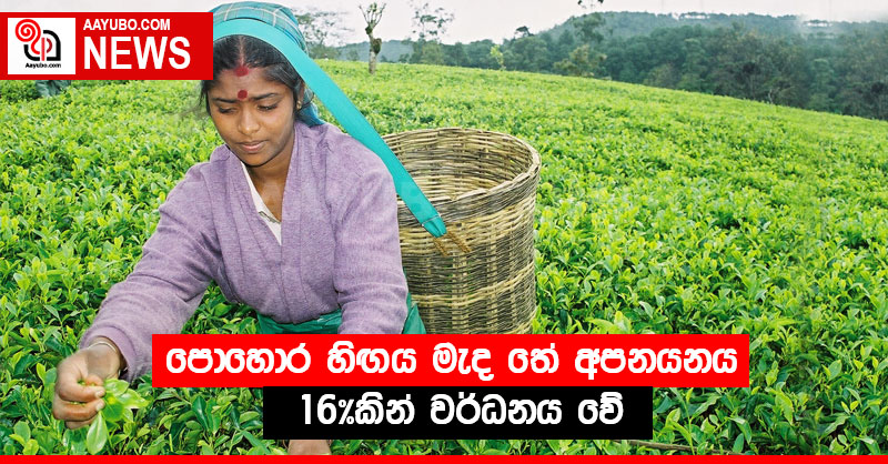 පොහොර හිඟය මැද තේ අපනයනය 16%කින් වර්ධනය වේ