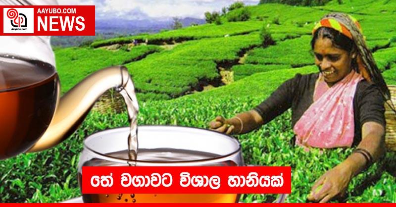 තේ වගාවට විශාල හානියක්