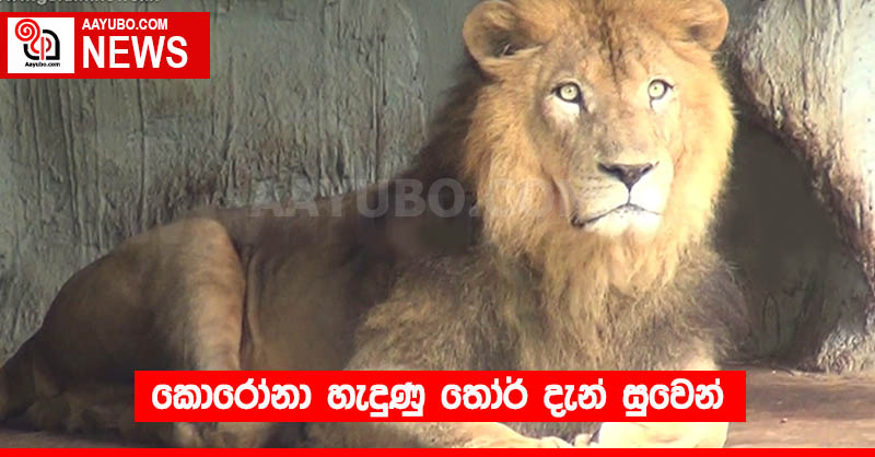 කොරෝනා හැදුණු තෝර් දැන් සුවෙන්
