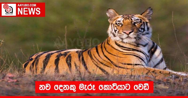නව දෙනකු මැරූ කොටියාට වෙඩි