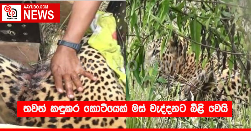 තවත් කඳුකර කොටියෙක් මස් වැද්දනට බිළි වෙයි