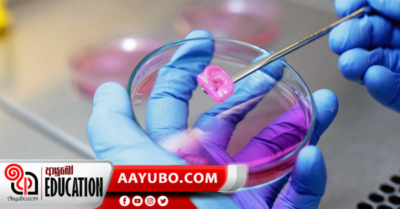 11 ශ්‍රේණිය විද්‍යාව - ජීවී පටක 