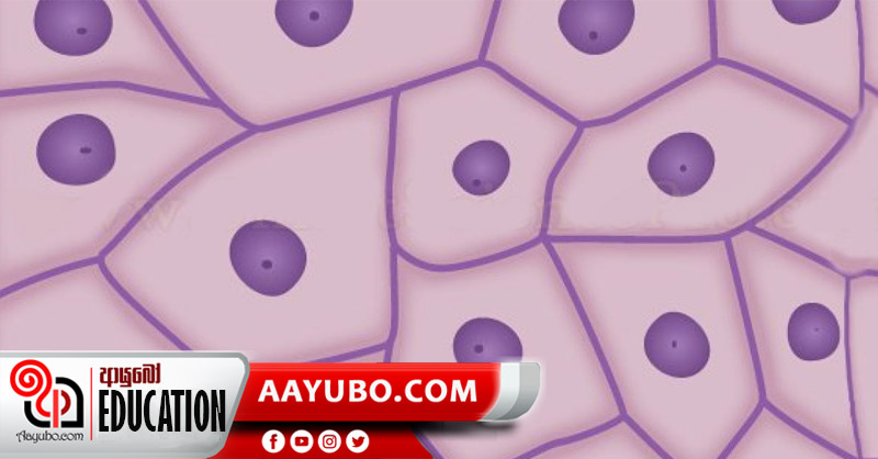 11 ශ්‍රේණිය විද්‍යාව - සත්ත්ව පටක 