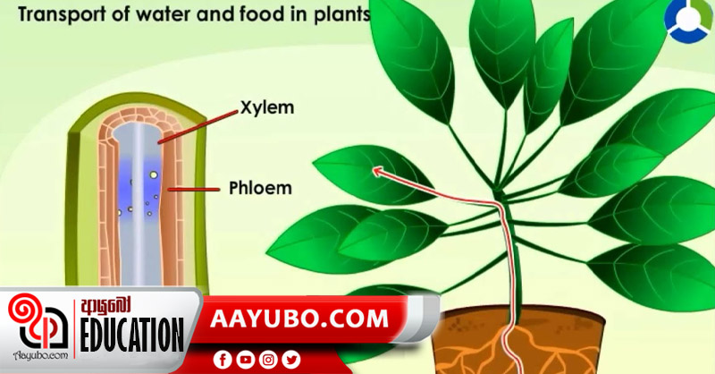 8 ශ්‍රේණිය විද්‍යාව : ශාක වල ප්‍රධාන ජෛව ක්‍රියාවලි - 2