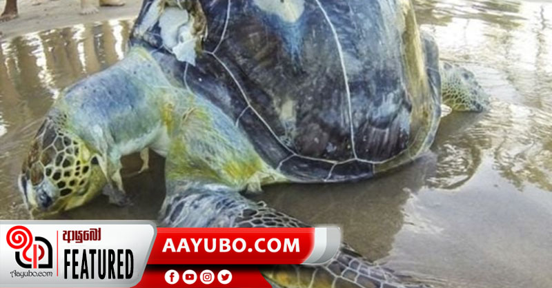 වෙරළ පුරා කැස්බෑ මළසිරුරු ඇයි?