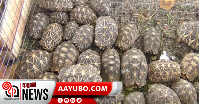 තාරකා ඉබ්බන් 85ක් ළඟ තබා ගෙන සිටි මස් වැද්දෙක් කොටු