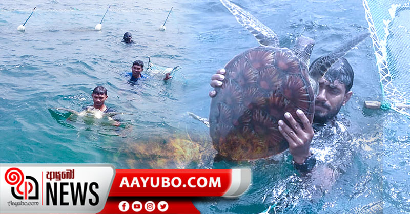 සිර වී සිටි‍ කැස්බෑවන් 32 දෙනෙකුට නාවික විරුවන් අභය දානය දුන් හැටි  (PHOTOS)