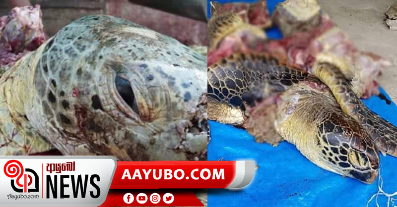 කැස්බෑවන් 24 ක් මස් කළ තිදෙනෙකු අත්අඩංගුවට