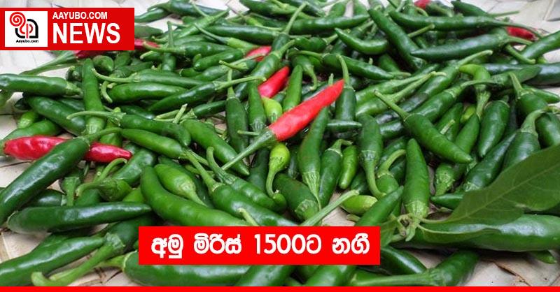 අමු මිරිස් 1500ට නගී