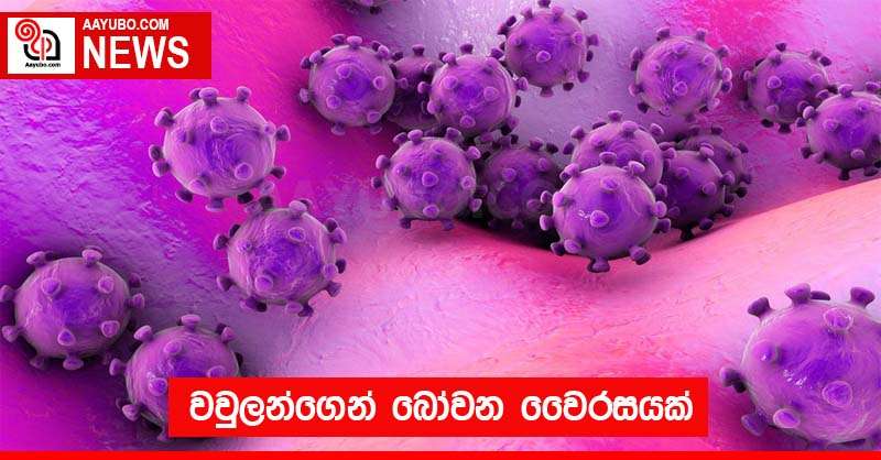 වවුලන්ගෙන් බෝවන වෛරසයක්