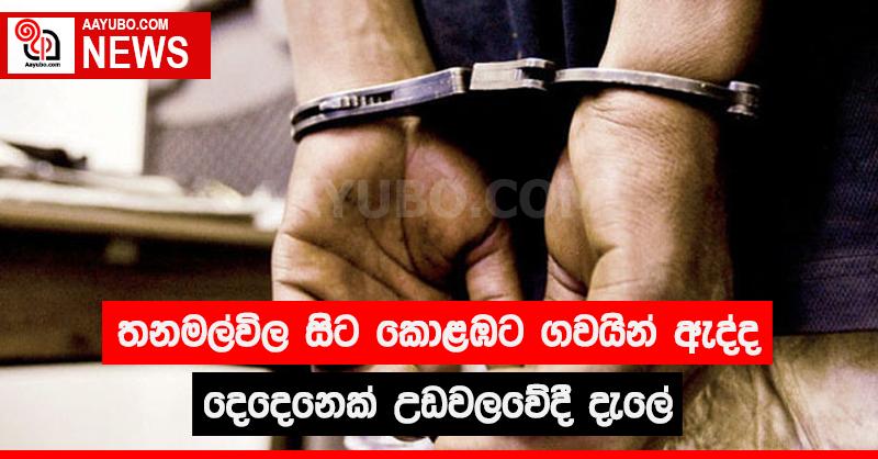 තණමල්විල සිට කොළඹට ගවයින් ඇද්ද දෙදෙනෙක් උඩවලවේදී දැලේ