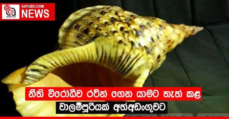 නීති විරෝධීව රටින් ගෙන යාමට තැත් කළ වාලම්පූරියක් අත්අඩංගුවට
