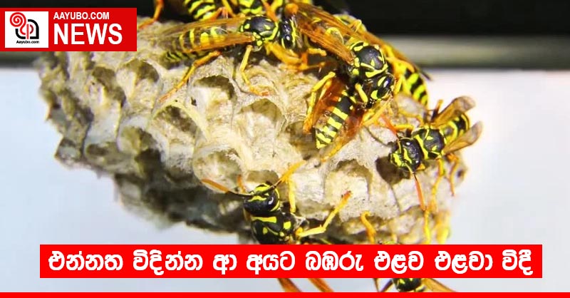 එන්නත විදින්න ආ අයට බඹරු එළව එළවා විදී