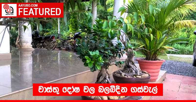 වාස්තු දෝෂ වල බලබිදින ගස්වැල්