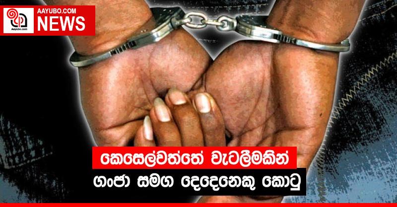 කෙසෙල්වත්තේ වැටලීමකින් ගංජා සමග දෙදෙනෙකු කොටු