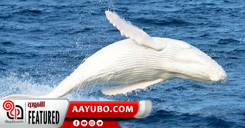 චීනයෙන් අයිස්ලන්තයට ගිය තල්මසුන්