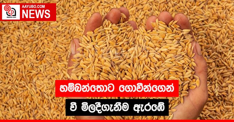 හම්බන්තොට ගොවීන්ගෙන් වී මිලදීගැනීම ඇරඹේ