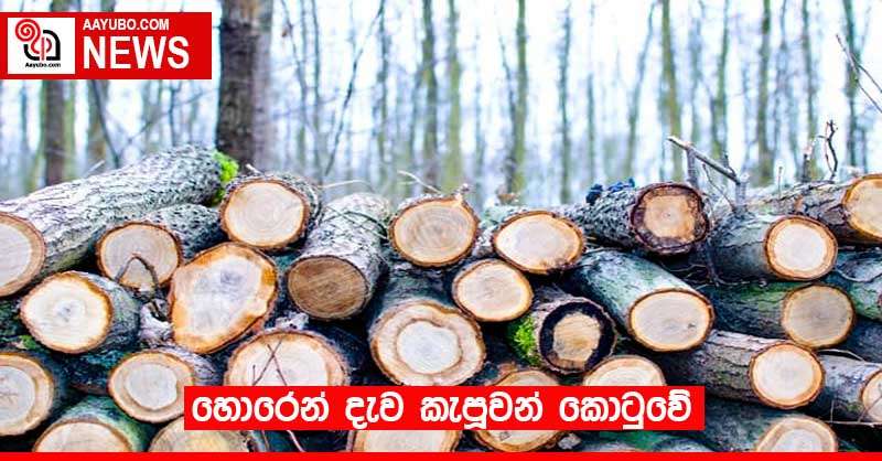 හොරෙන් දැව කැපූවන් කොටුවේ