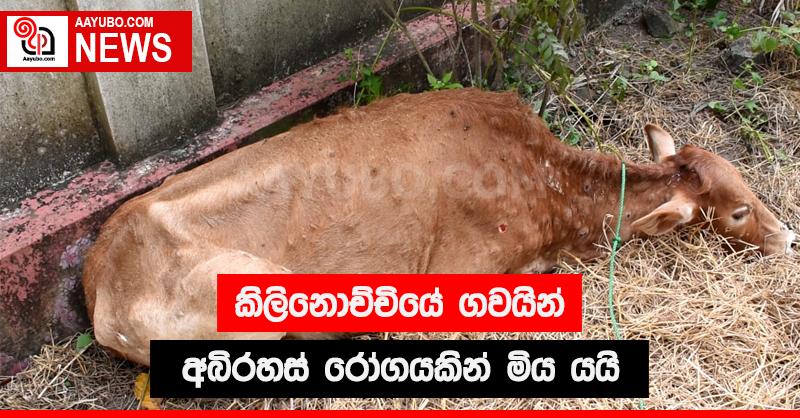 කිලිනොච්චියේ ගවයින් අබිරහස් රෝගයකින් මිය යයි