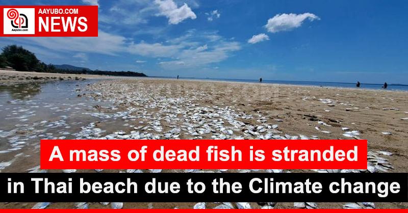 A mass of dead fish is stranded to Thai beach due to climate change