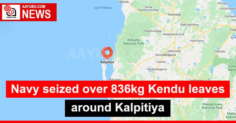 Navy seized over 836kg Kendu leaves around Kalpitiya