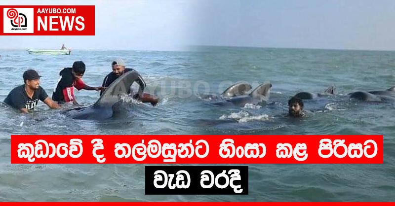 තල්මසුන්ට හිංසා කළ පිරිසට වැඩ වරදී