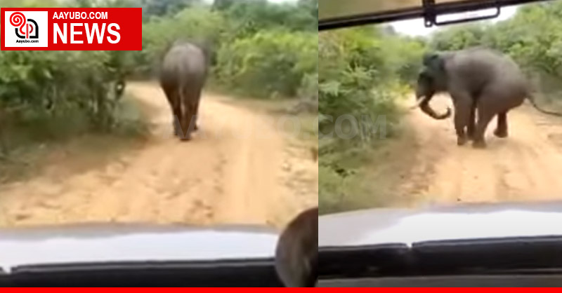 Naughty boys surprised by an elephant at Yala  - Video
