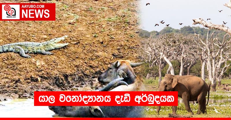 යාල වනෝද්‍යානය දැඩි අර්බුදයක