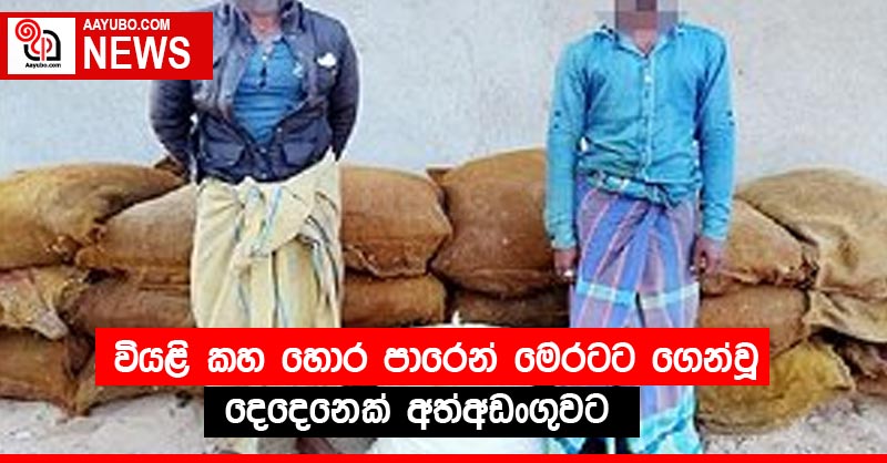 ⁣වියළි කහ හොර පාරෙන් මෙරටට ගෙන්වූ දෙදෙනෙක් අත්අඩංගුවට