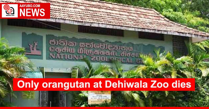 Only orangutan at Dehiwala Zoo dies